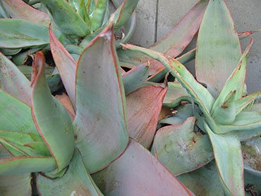 Aloe striata or Coral Aloe